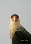 Northern-Caracara;Caracara;Caracara-cheriway;One;avifauna;bird;feather;feathered